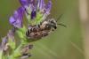 Andrena sp.